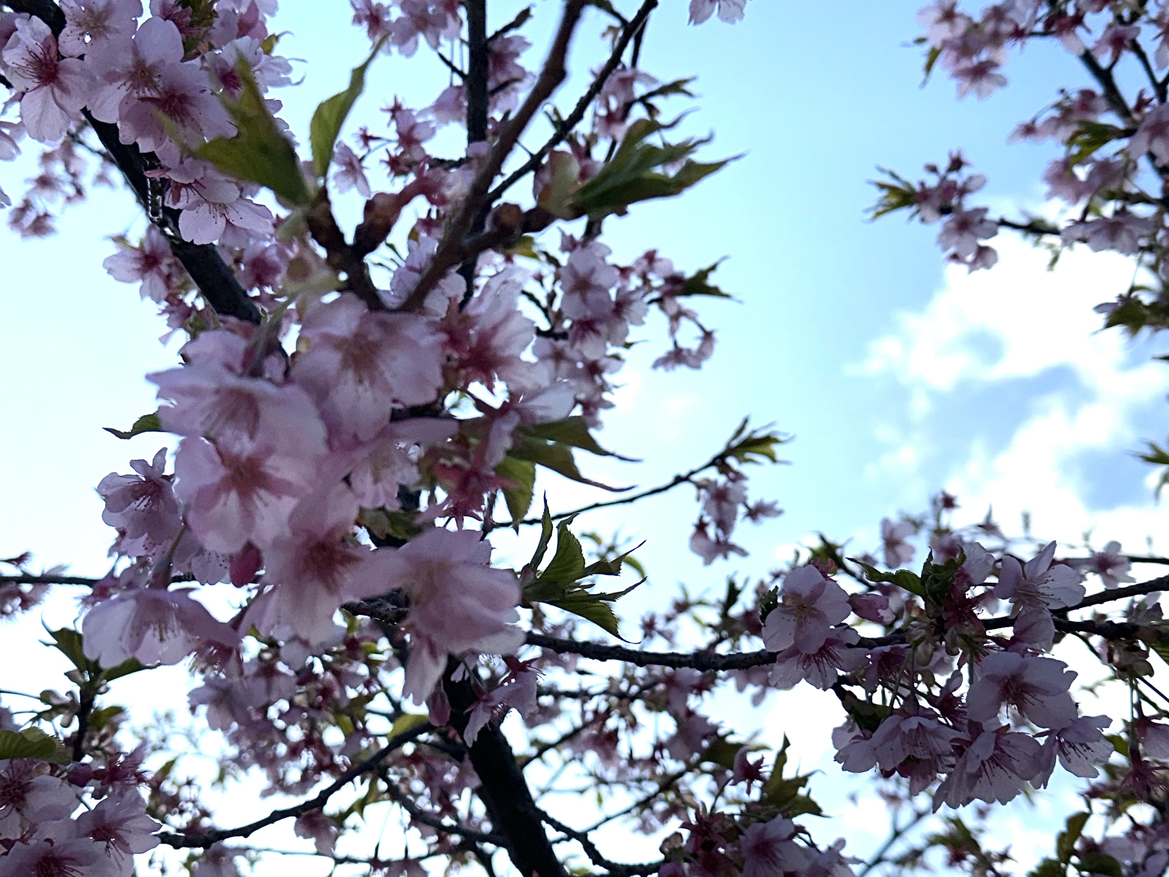 少しずつ春らしくなってきました🌸