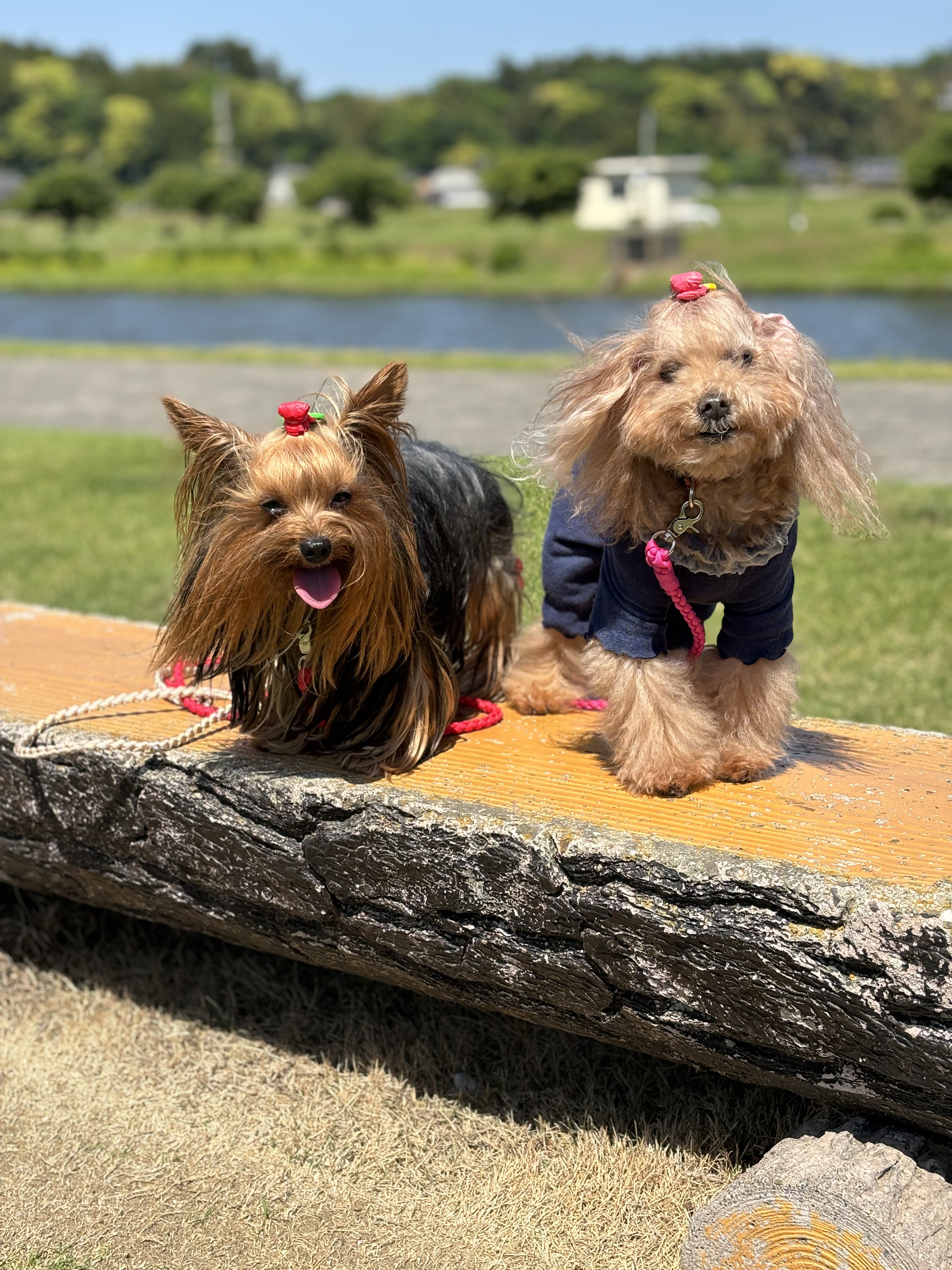 暑くなってきました🌞