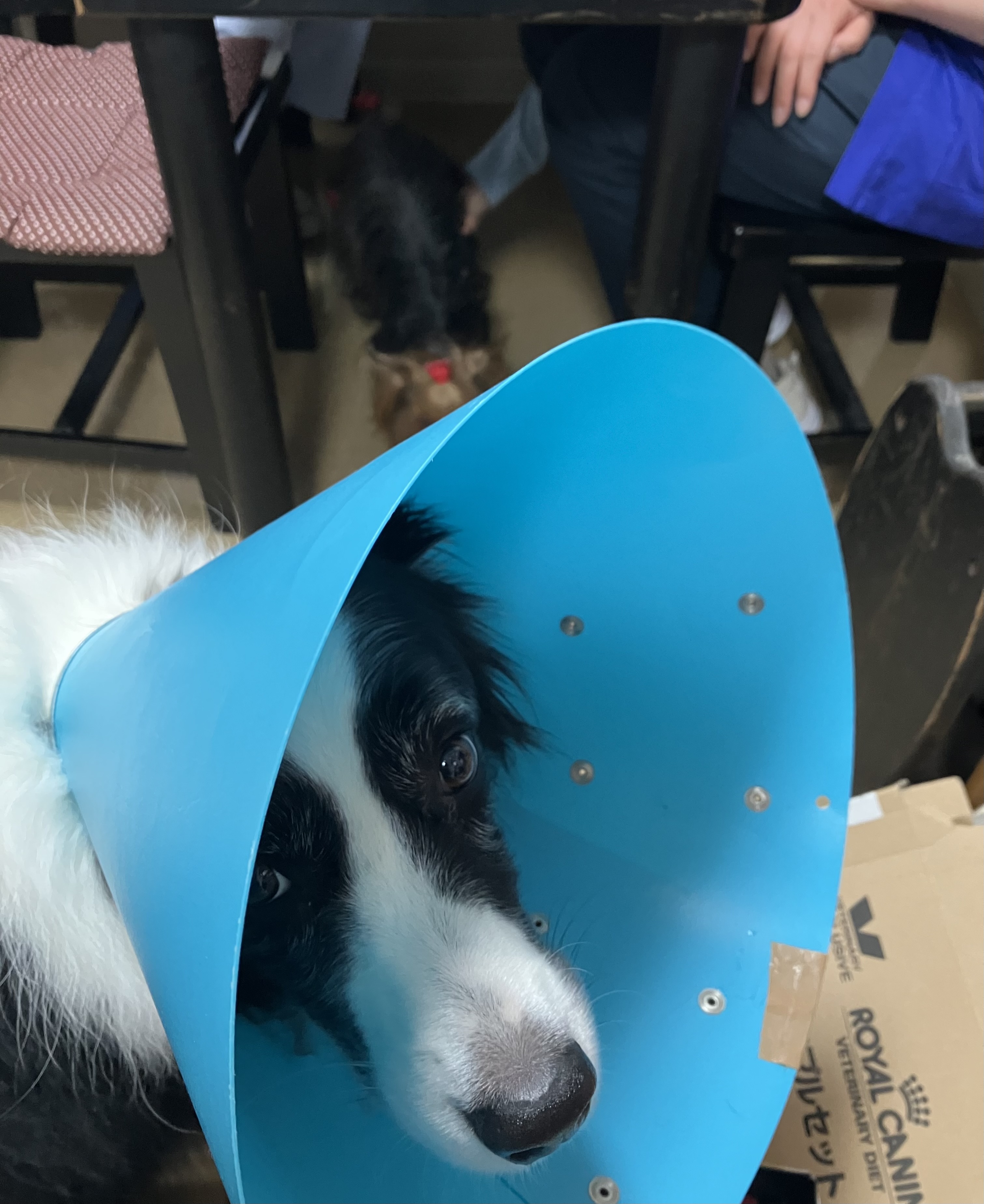 🌷春ですね🌷