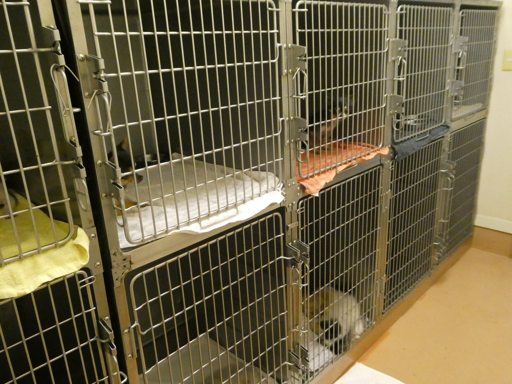 犬用入院室