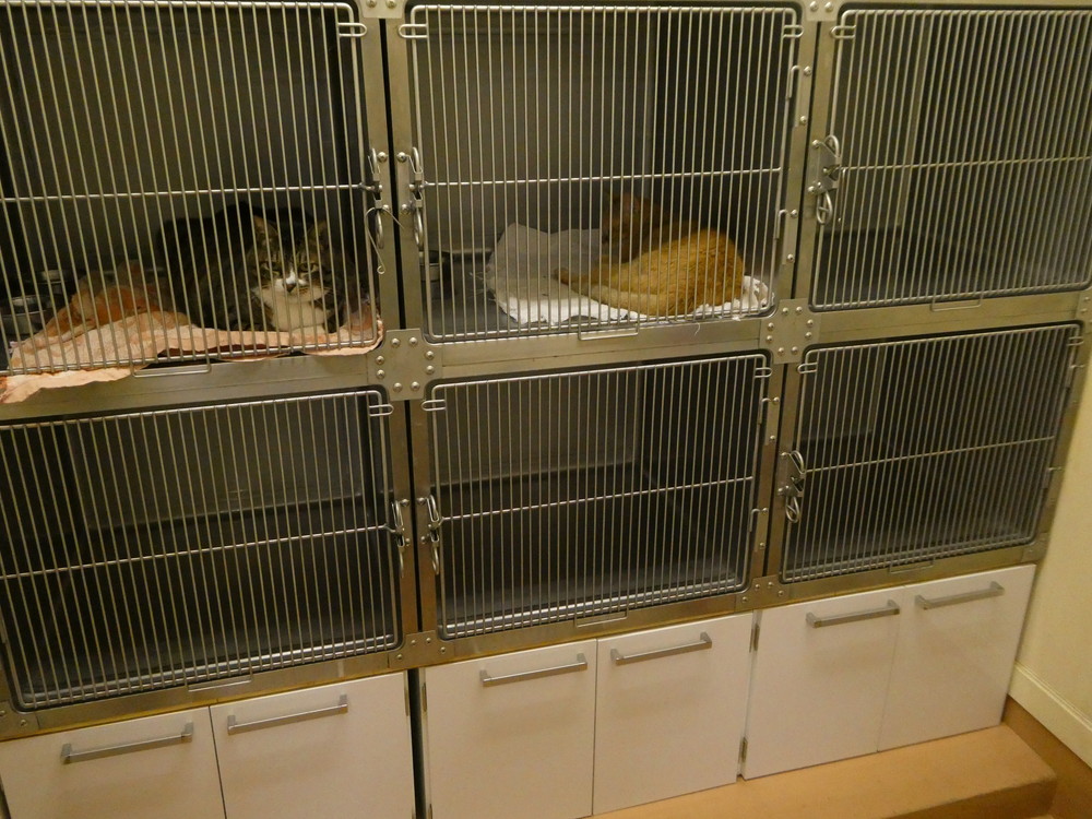猫用入院室
