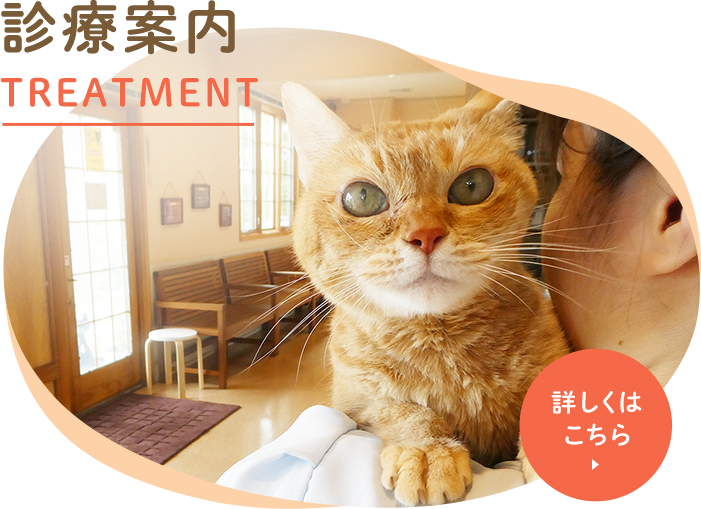 診療案内 TREATMENT