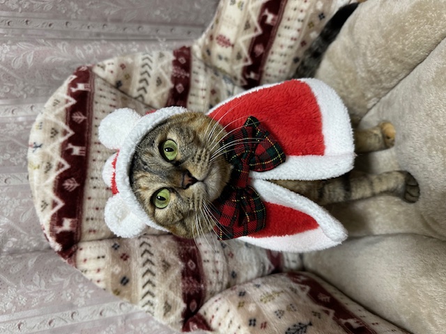 本格的な冬到来ですね☃